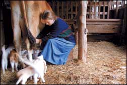 Madison, the oldest daughter, at milking time.